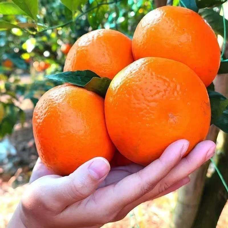 z【果园直发】云南高山新鲜沃柑应季薄皮新鲜水果橘子整箱5斤9斤