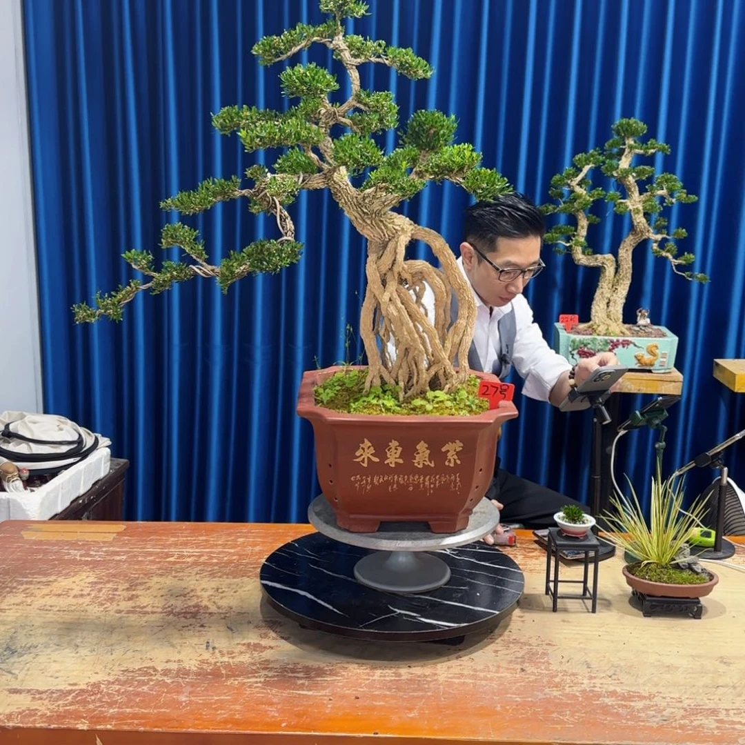 黄杨室内室外盆景艺术