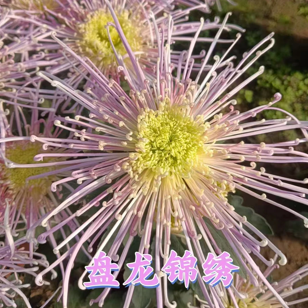 盘龙锦绣九月菊盆栽大花室内外阳台可种植