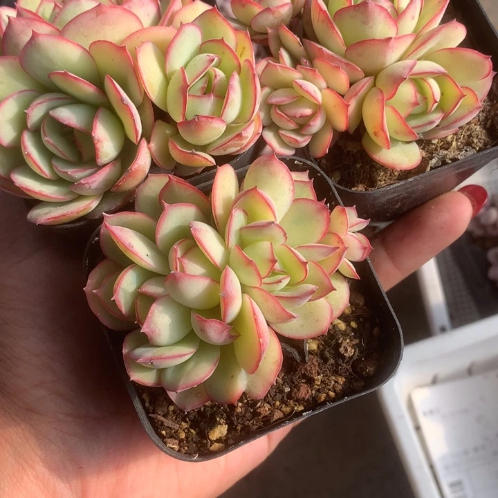 牡丹亭群5颗。包邮。多肉