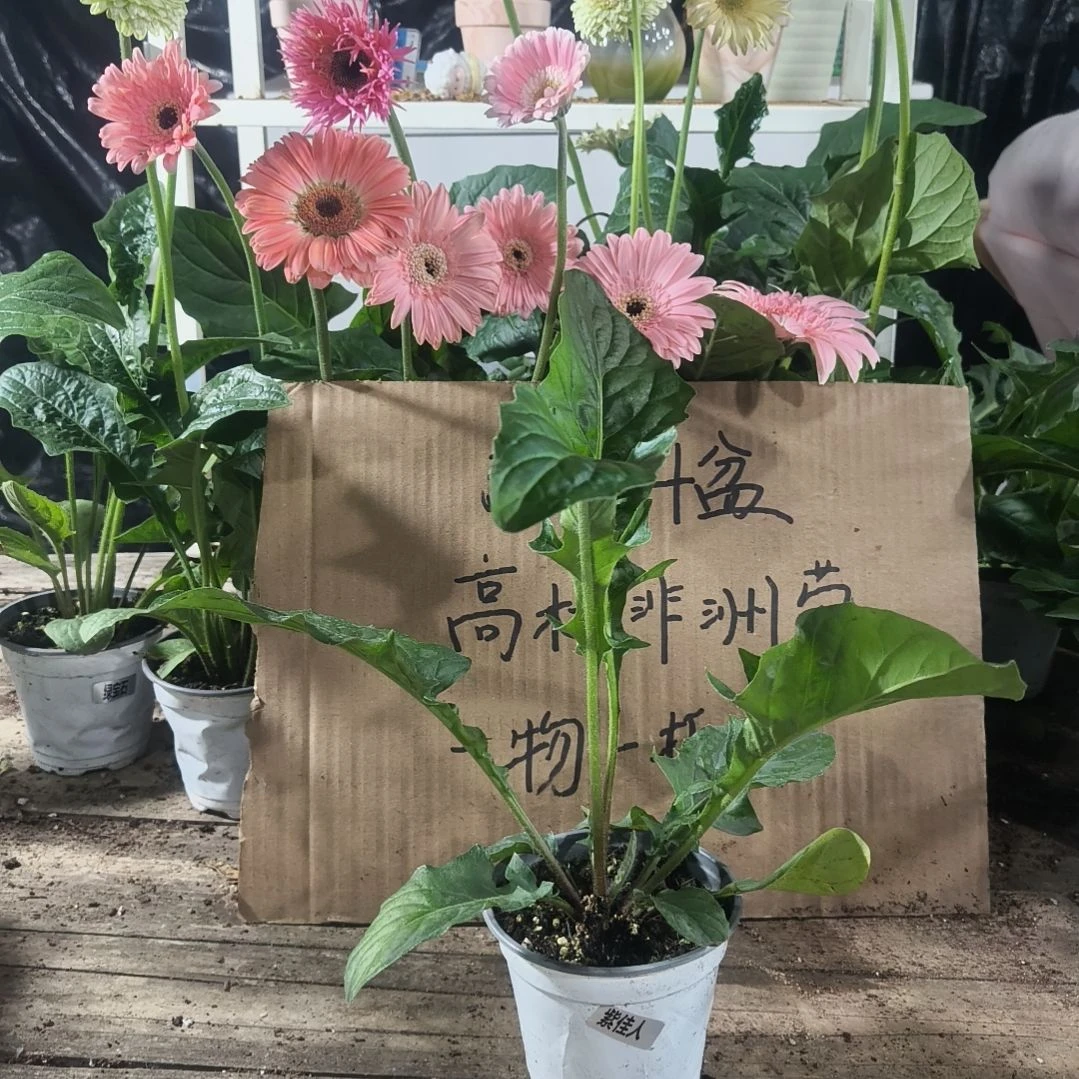 当前无花栽培后可以开花紫佳人
