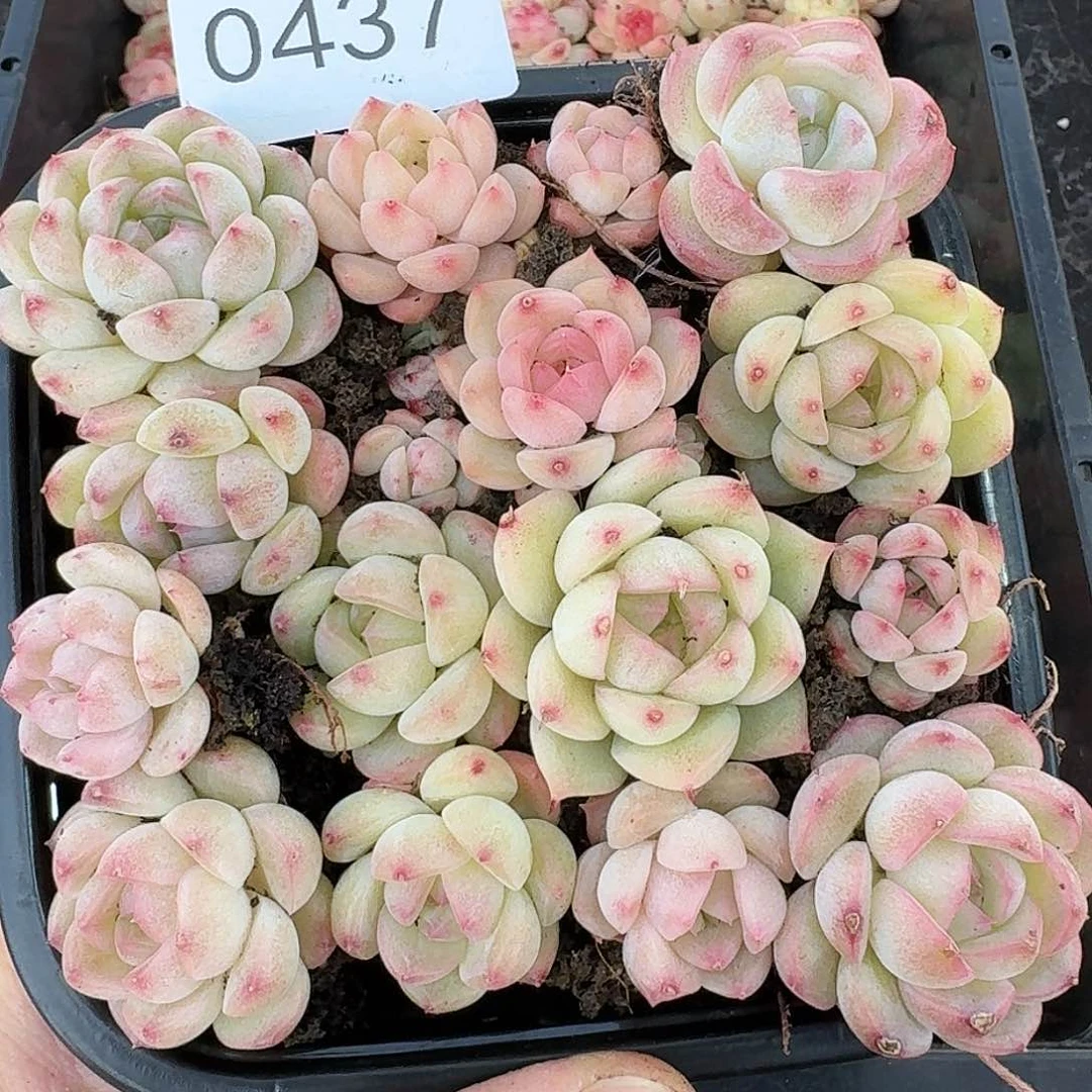 杂交新品珍妮多肉437