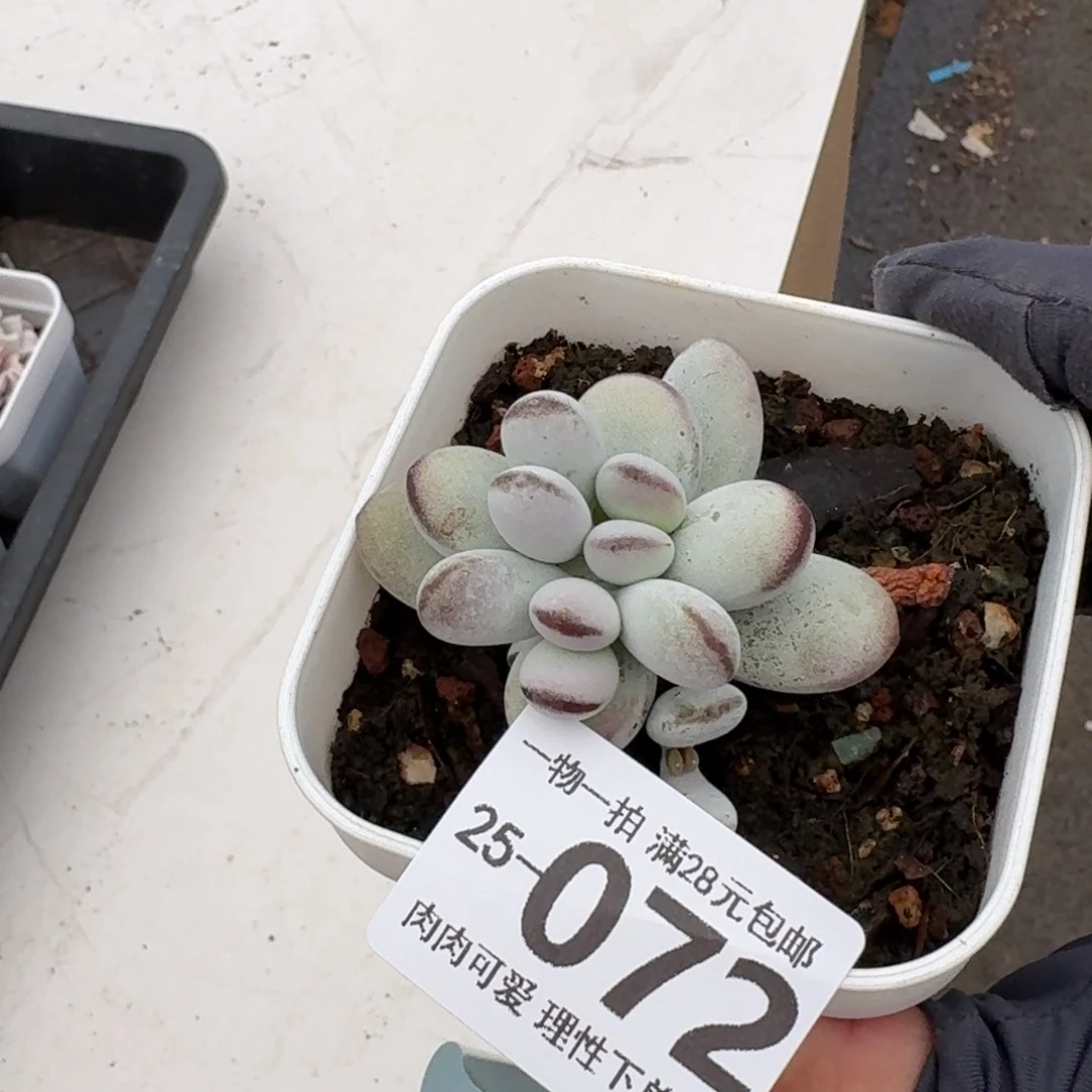 乒乓福娘无盆土发货无