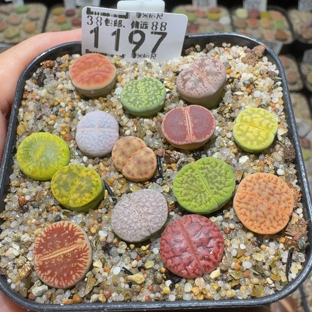 Ssss精品生石花1197