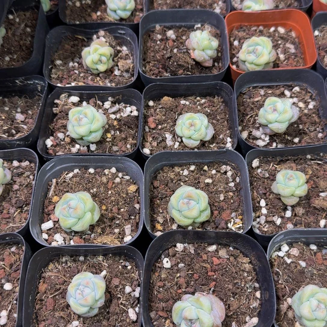 118江北多肉一物一拍