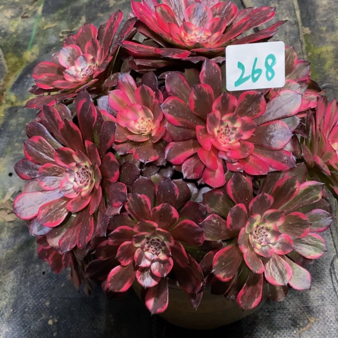 268号烟花法师多肉