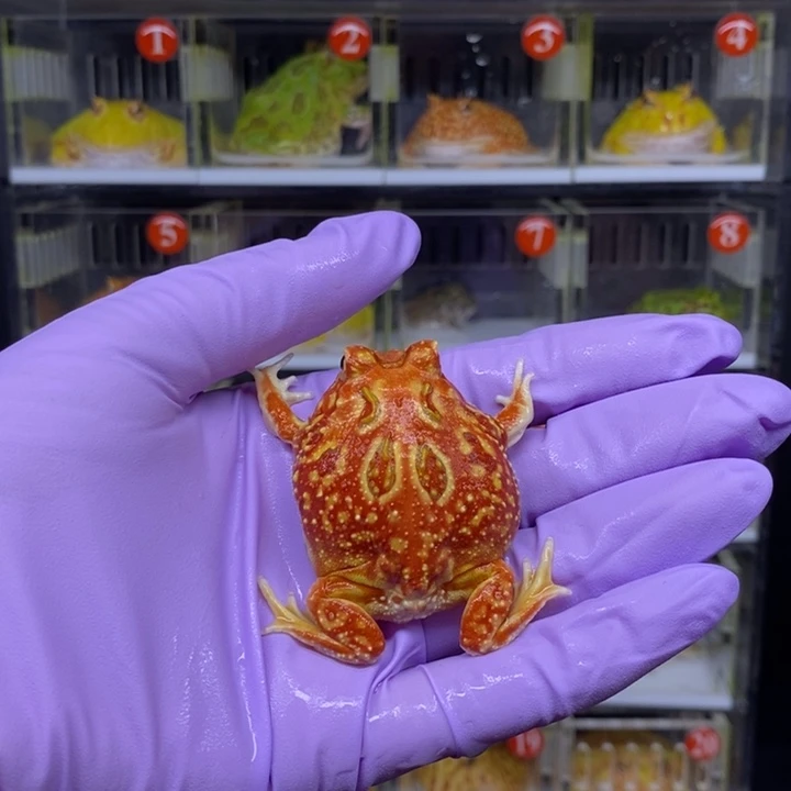 角蛙恭喜发财大吉大利