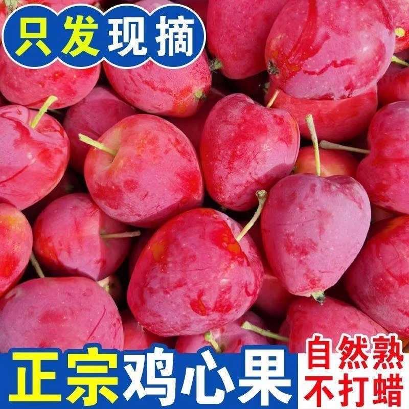 【顺丰包邮】特大果大号鸡心果海棠果沙果锦绣海棠冰糖心小苹果新