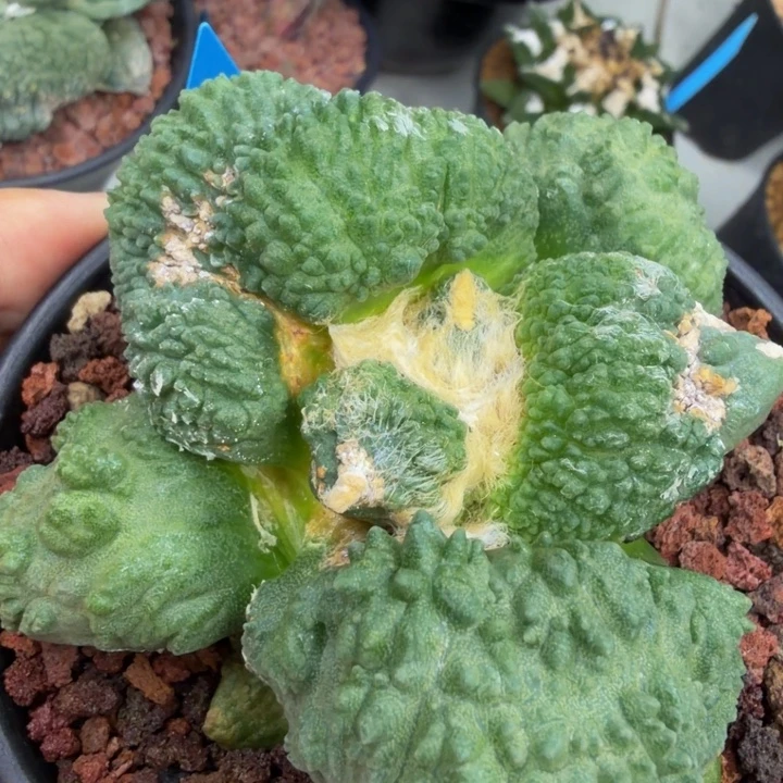 外星怒家的有疤捡漏