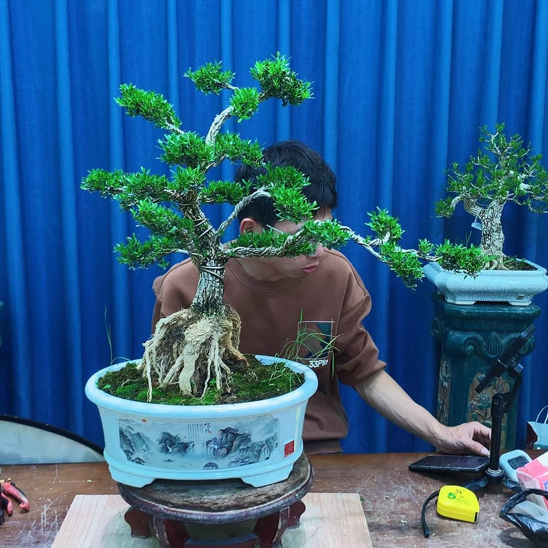 黄杨盆景一物一拍