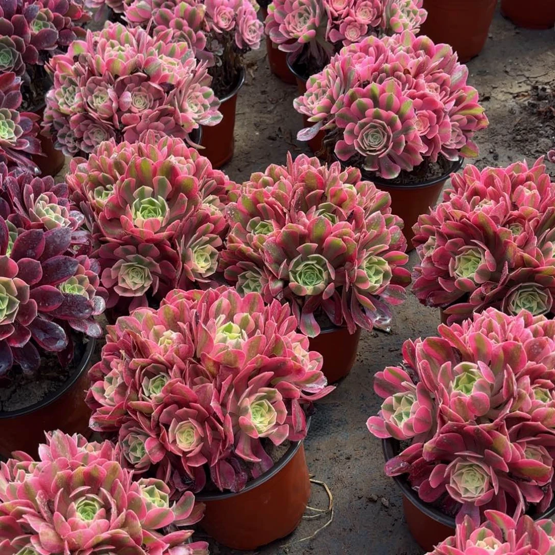 粉女巫绣球9.9多肉植物