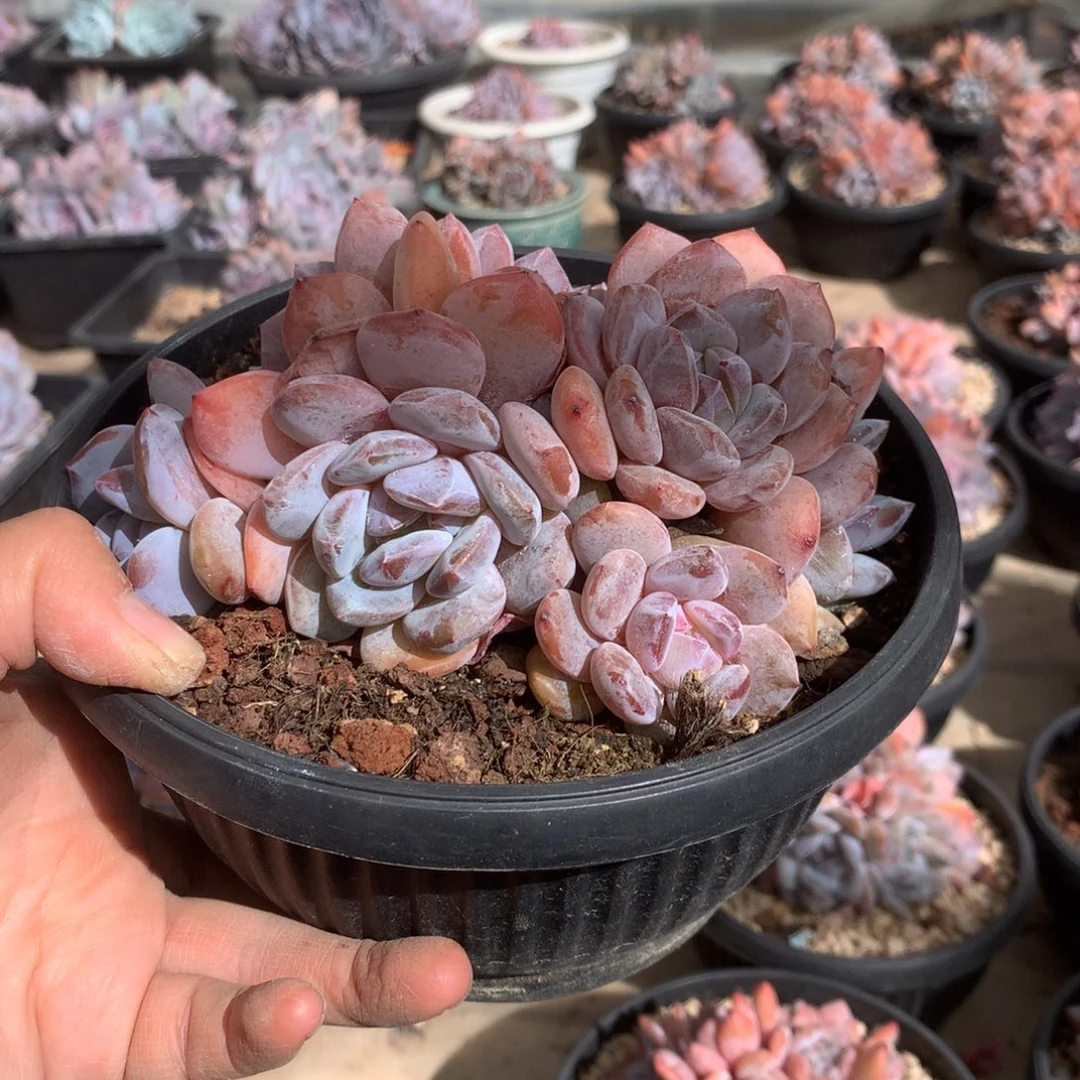 无花朵叶子哈哈哈哈哈哈哈哈