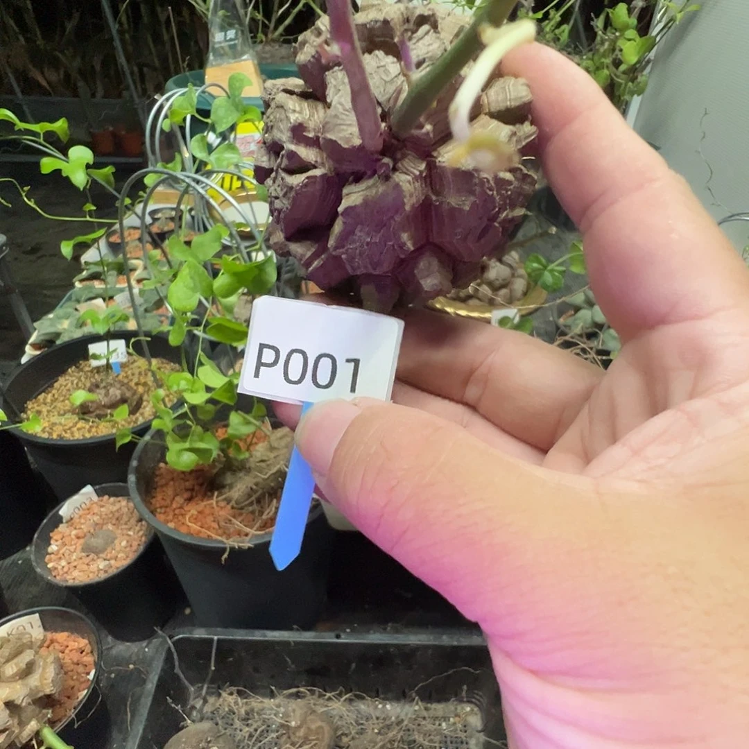 多肉植物专拍 一物一拍 南非龟甲龙001