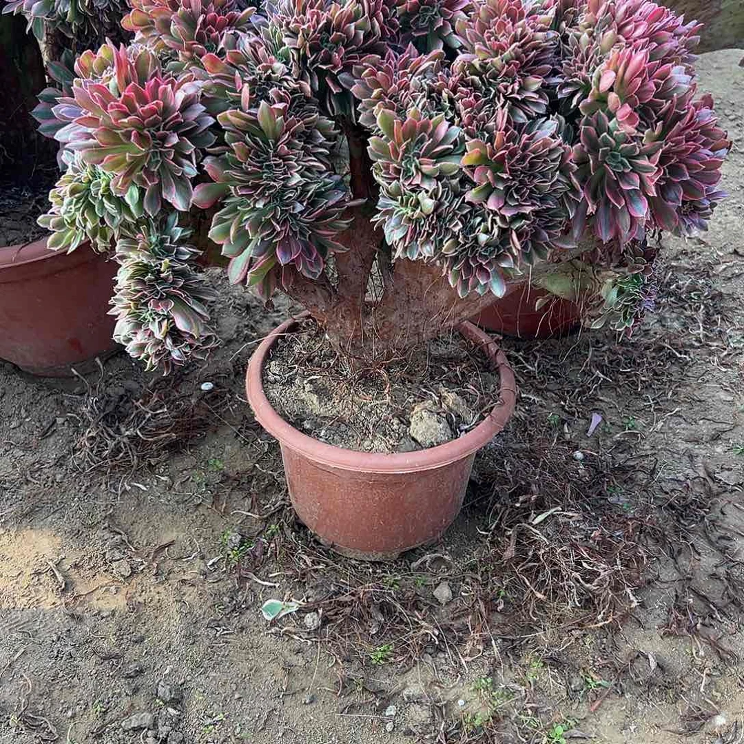 怡**乖女神缀化补差价