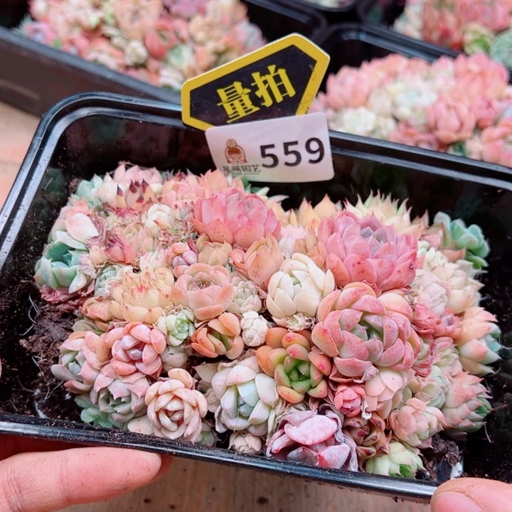 多肉植物多肉植物