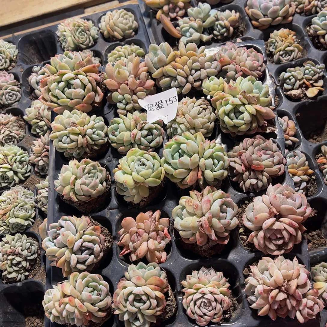 直播福利一物一拍153