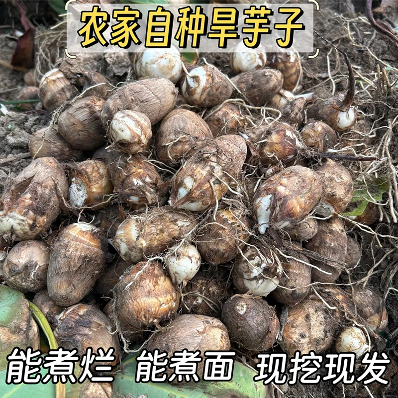 （农家芋子 ）赣南芋头 毛芋 艿芋 新鲜现挖能煮烂煮面3斤5斤
