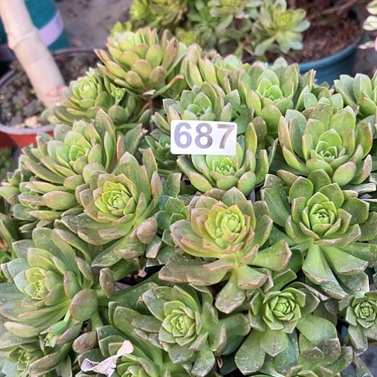 未**期多肉植物一个