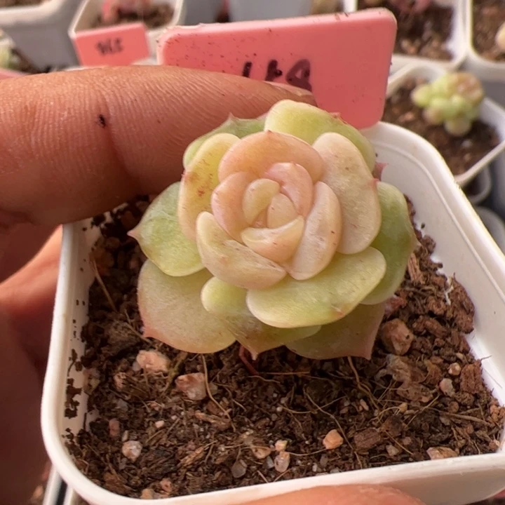 658 一物一拍，精品糖心，尺寸不大介意勿拍