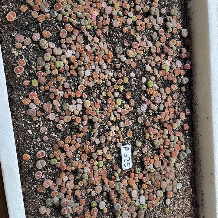 生626石花整筐脱土发货