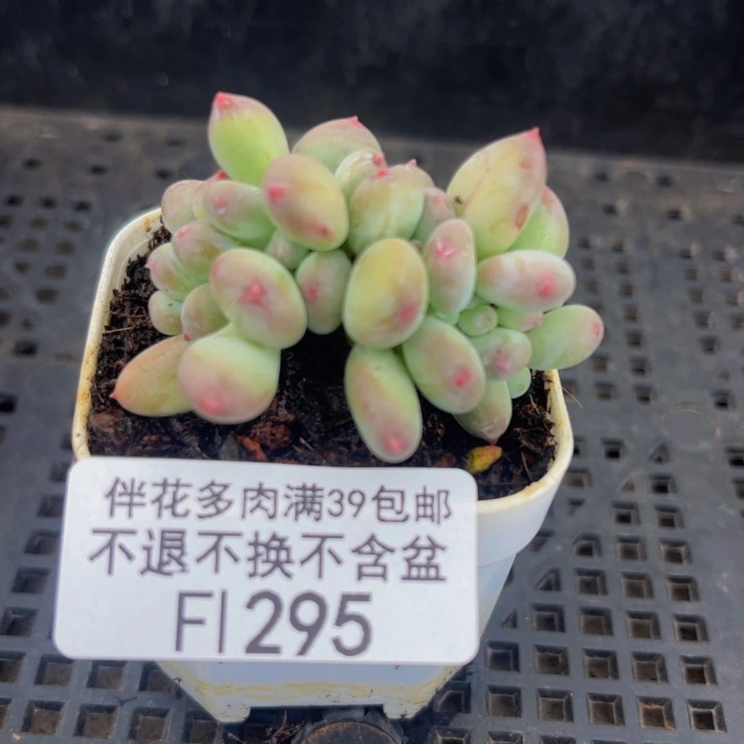 295-苹果奶缀化多肉4cm