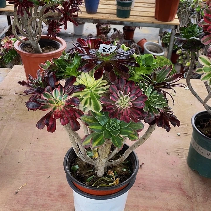 6*6架接法师一个35号