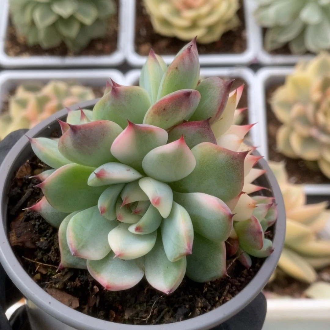 563锦锦锦锦锦锦锦锦