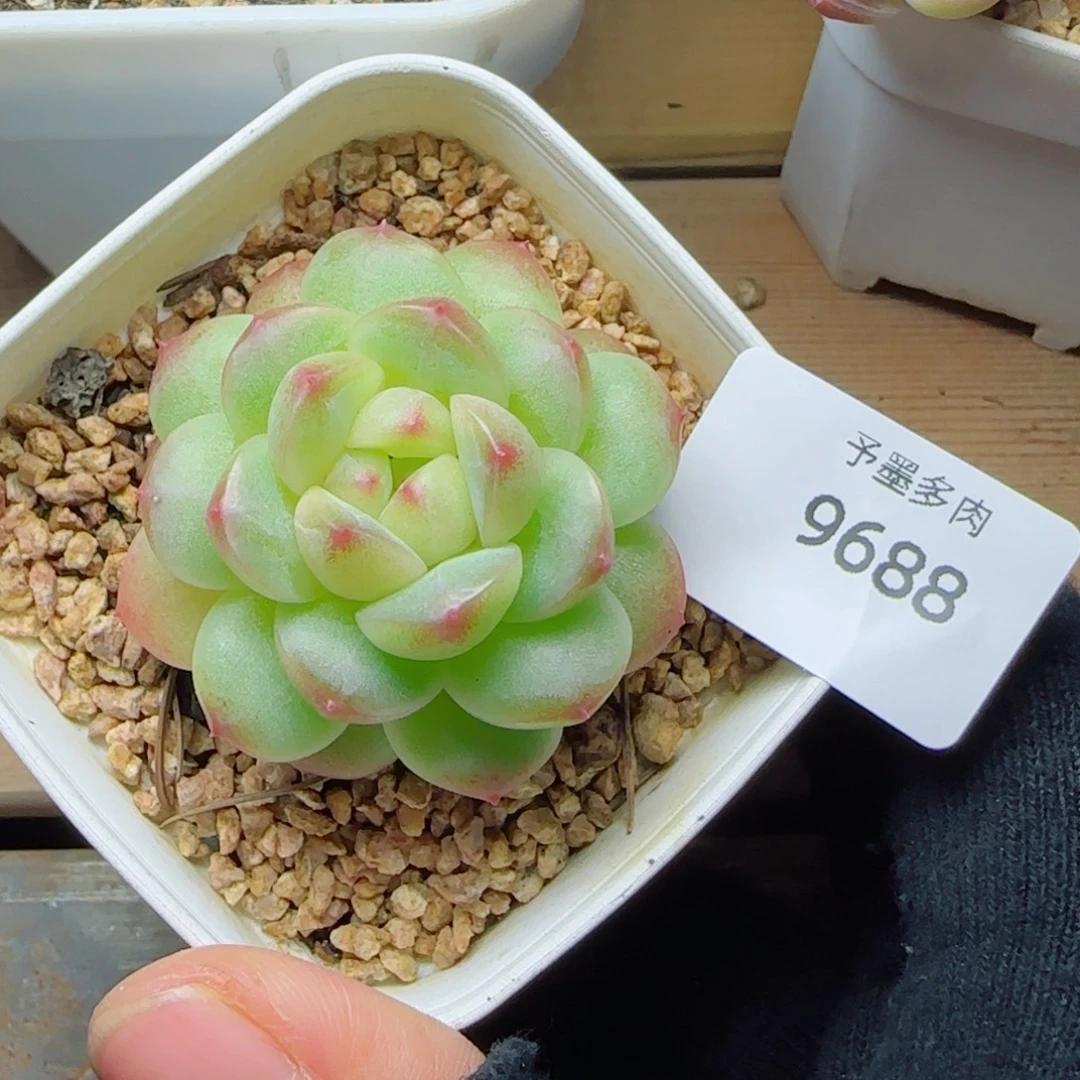 福利，9688多肉植物