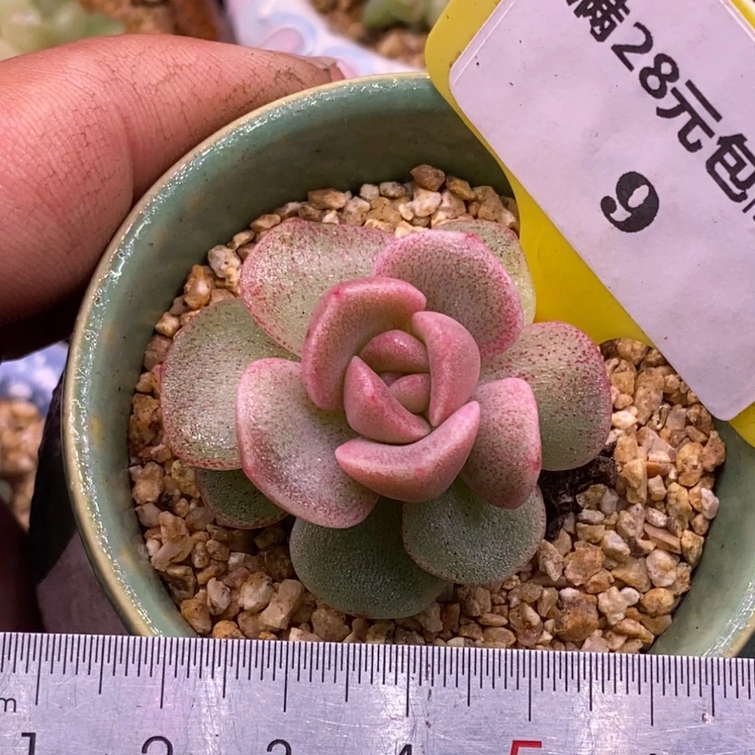 39血斑红锦单头福利冰玉