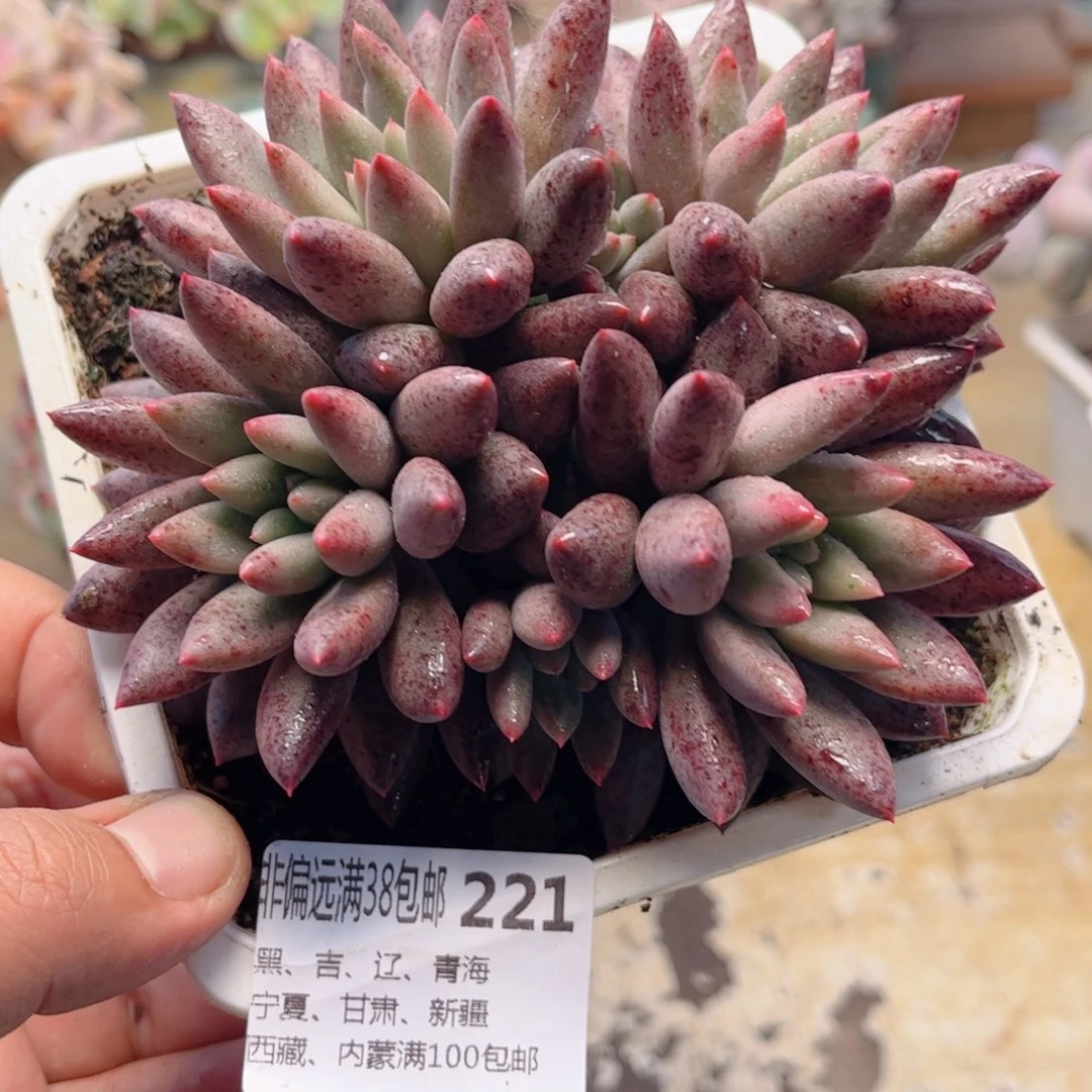 221虞美人德华多肉