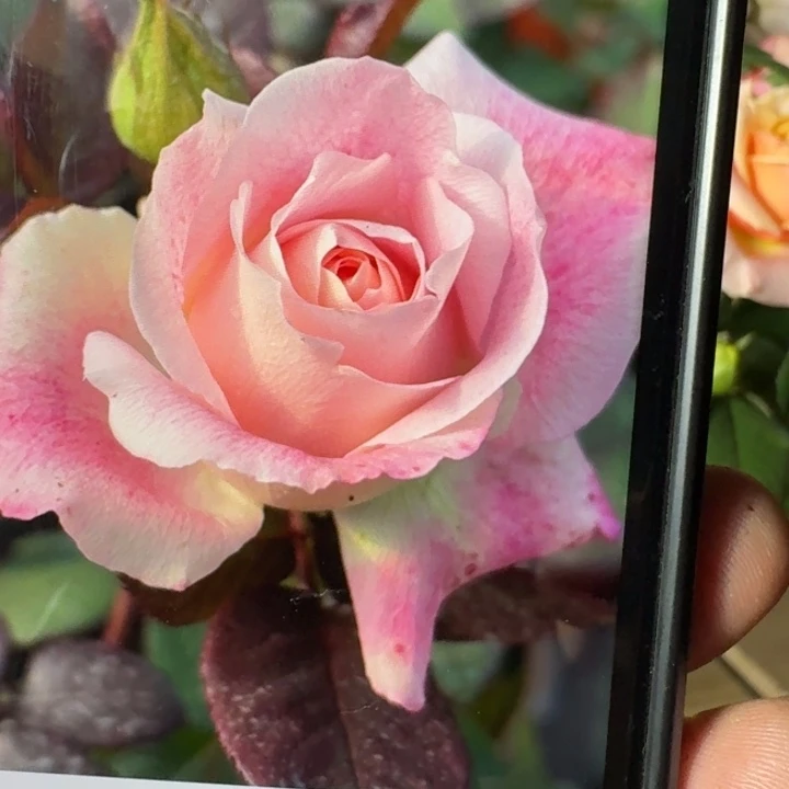 无花朵惊喜根接小苗