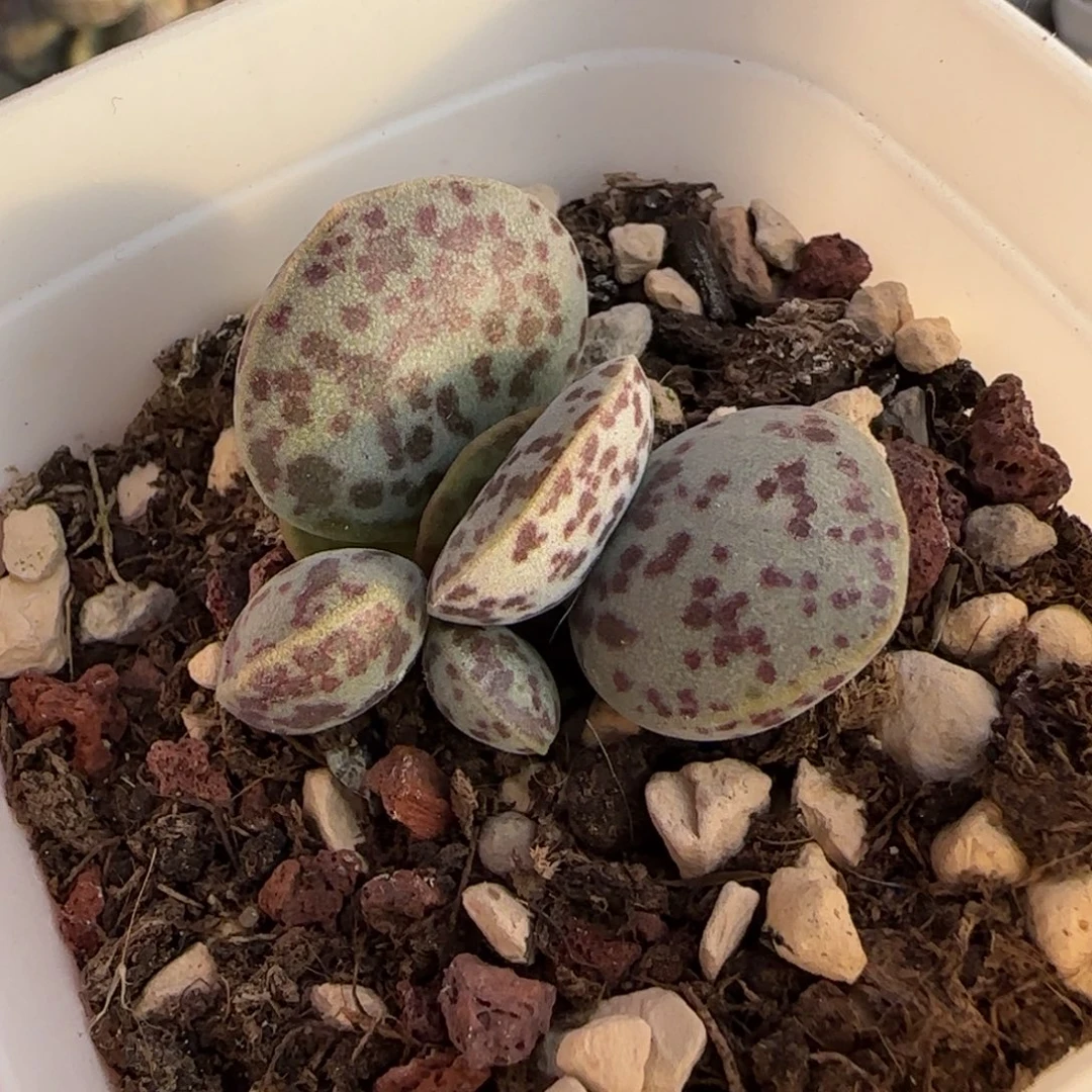 花蛋水泡多肉植物