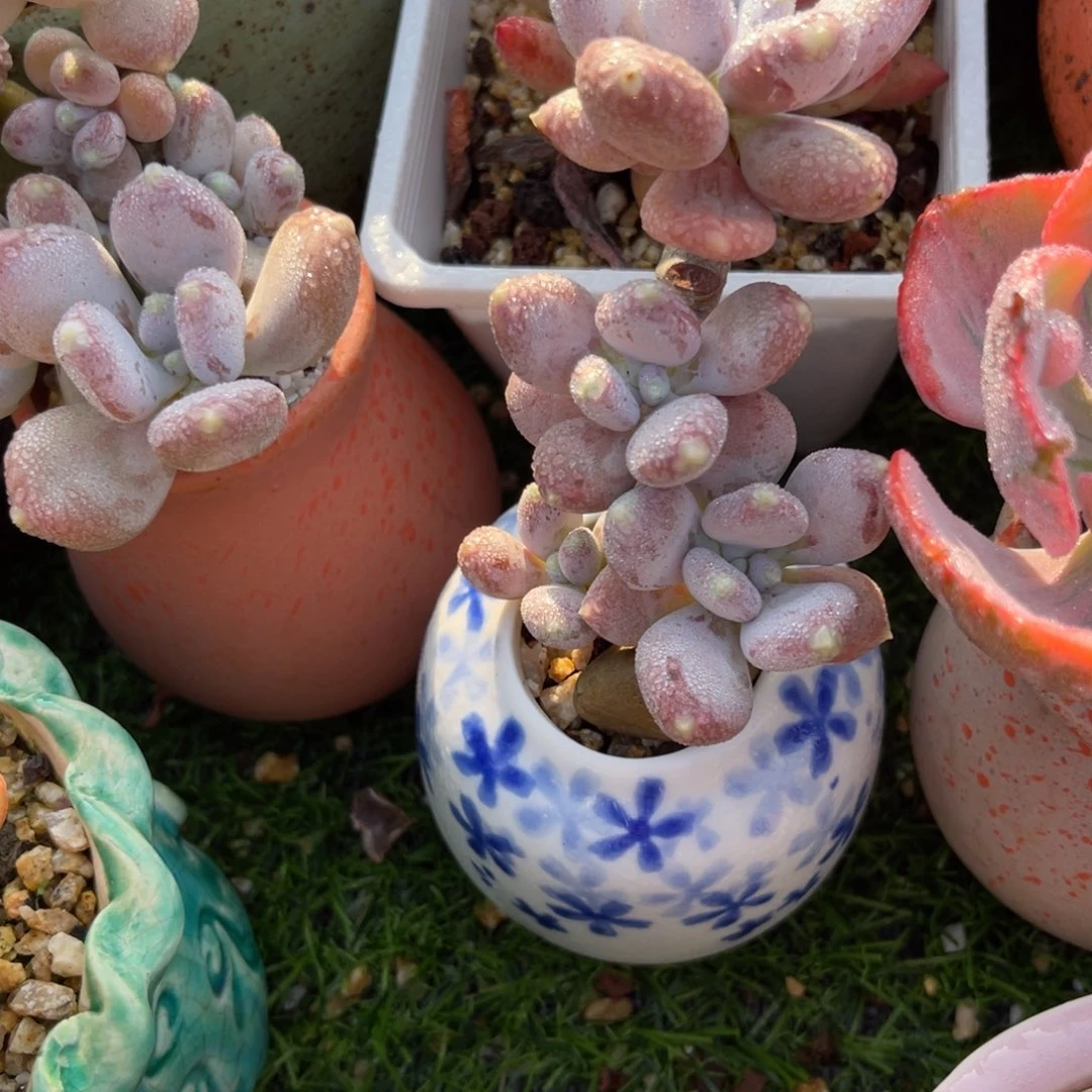 多肉植物一物一拍