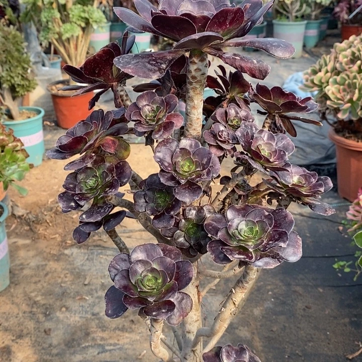 圆叶多肉植物12。