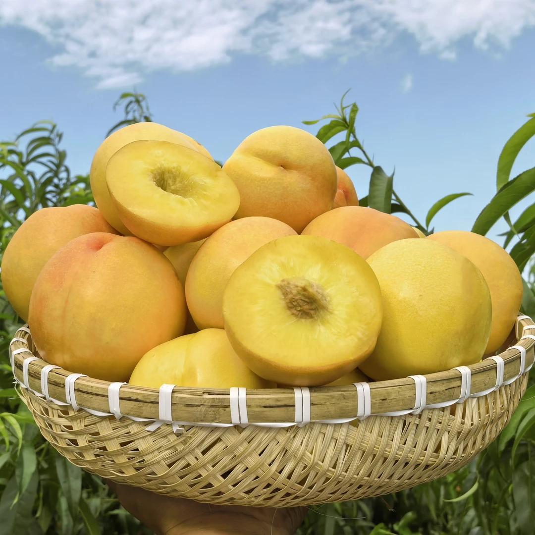 【黄金油桃】产自亚洲第一大果园的黄油桃新鲜采摘当季桃子脆甜可口