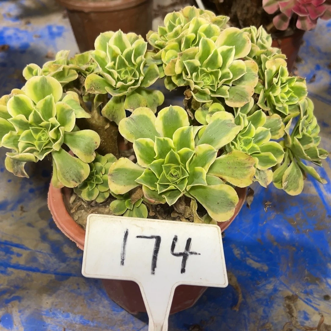 多肉植物绿豆沙缀花174