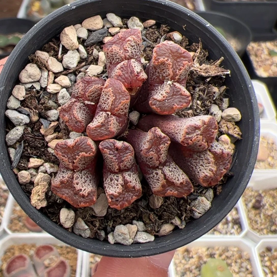 0378号蝴蝶 多肉植物