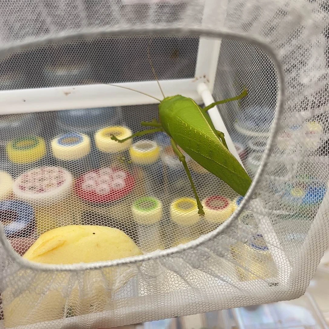 葫***子一条断须巨拟叶螽