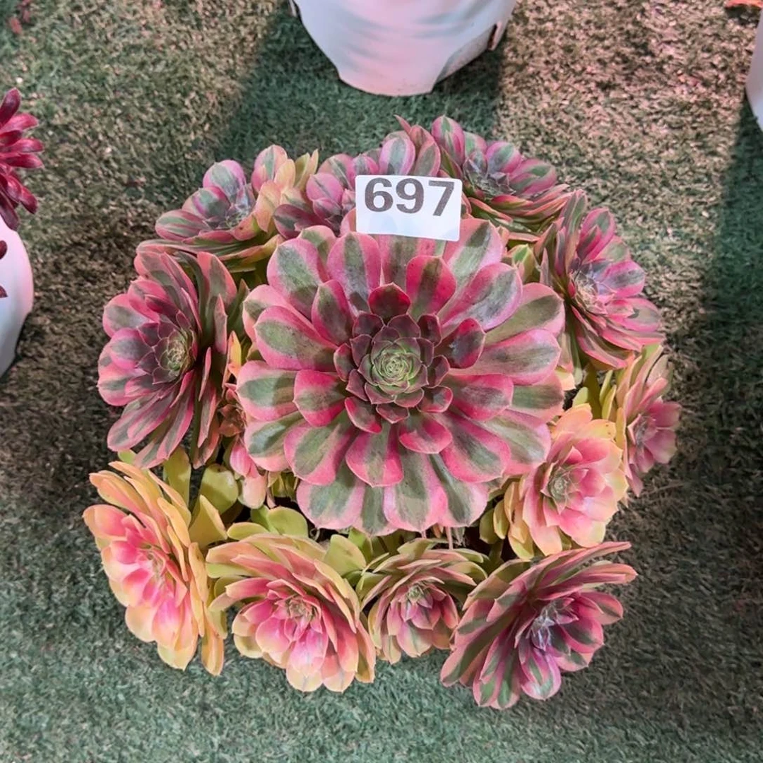 697！雨菏法师多肉植物