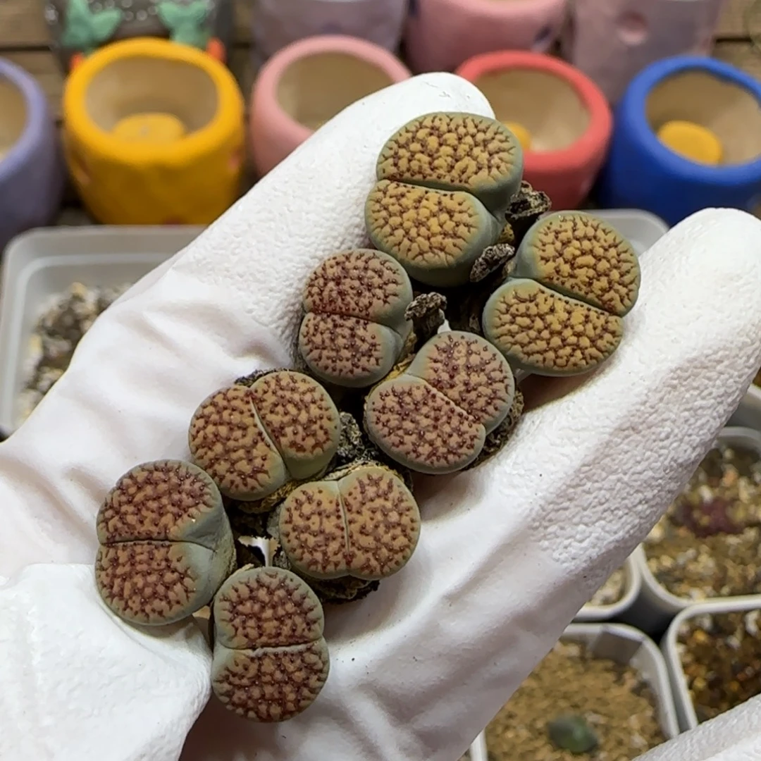 ****蛙10.25.朝贡 .9013