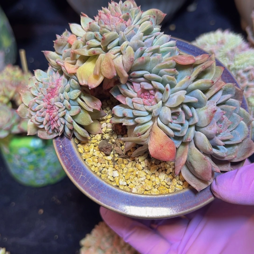 白桃汽水 新年快乐