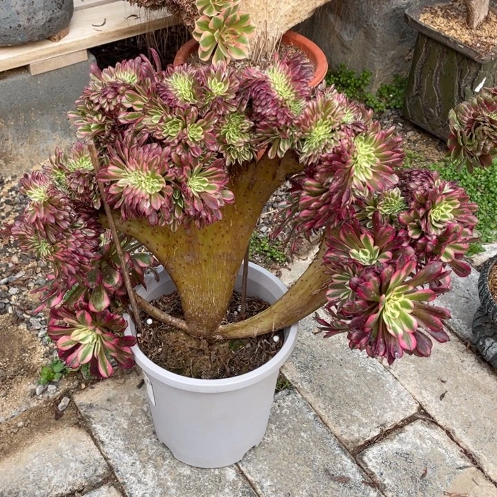 法师老桩缀化铜壶超白