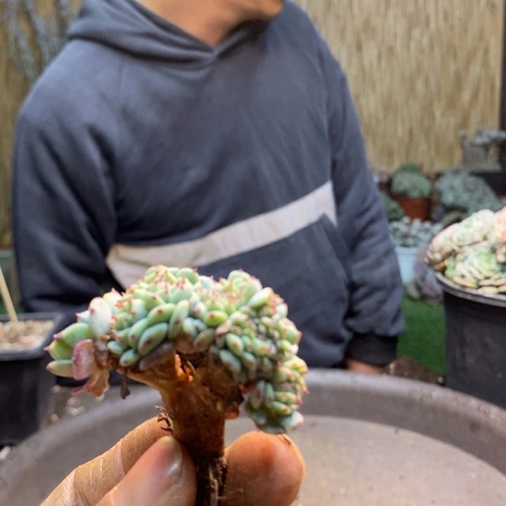 胖***猫050一物一拍小拇指