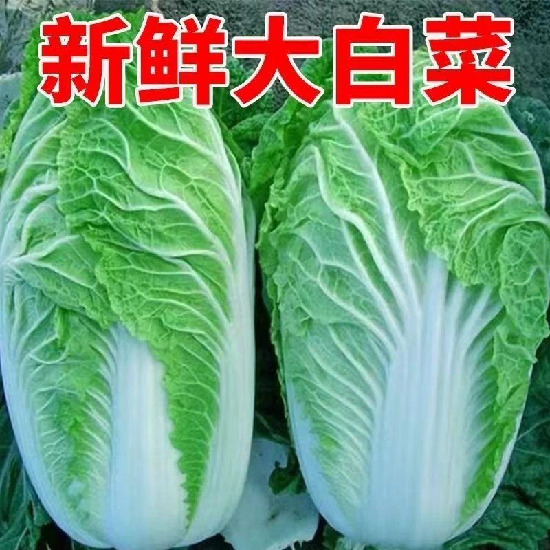 东北大白菜新鲜蔬菜抱头白菜自种辣白菜火锅配菜食材