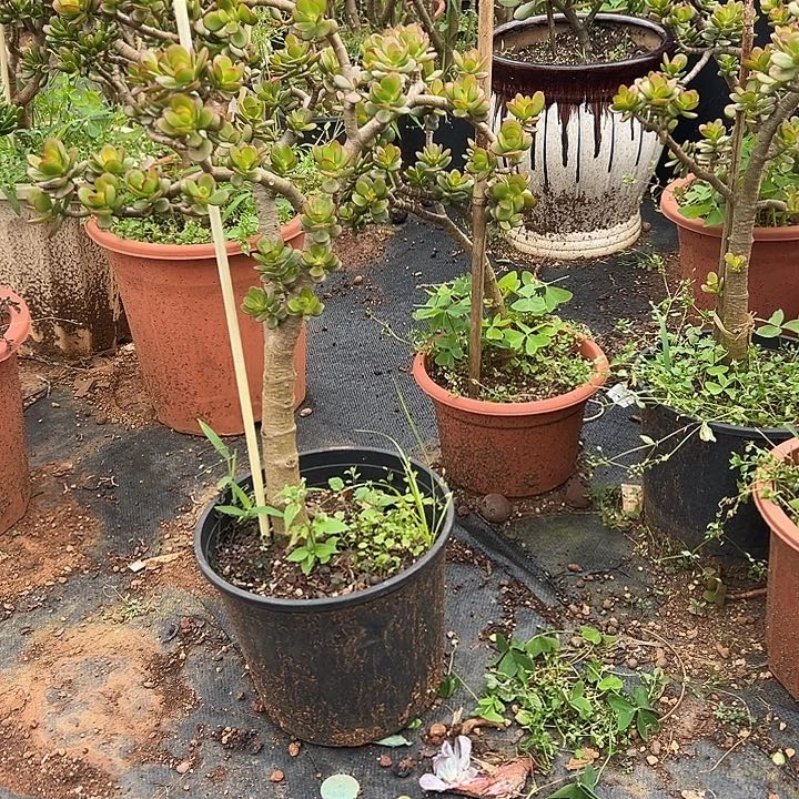 简***单多肉植物实物直播实物127