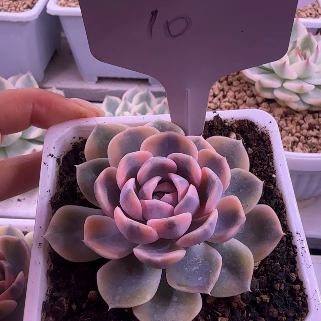 汉堡10号锦多肉植物