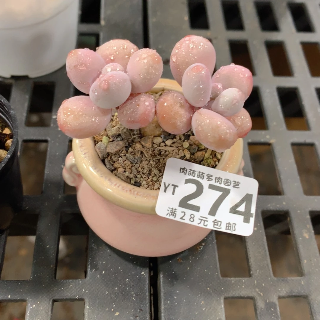 肉萌萌拇指盆精控多肉YT274