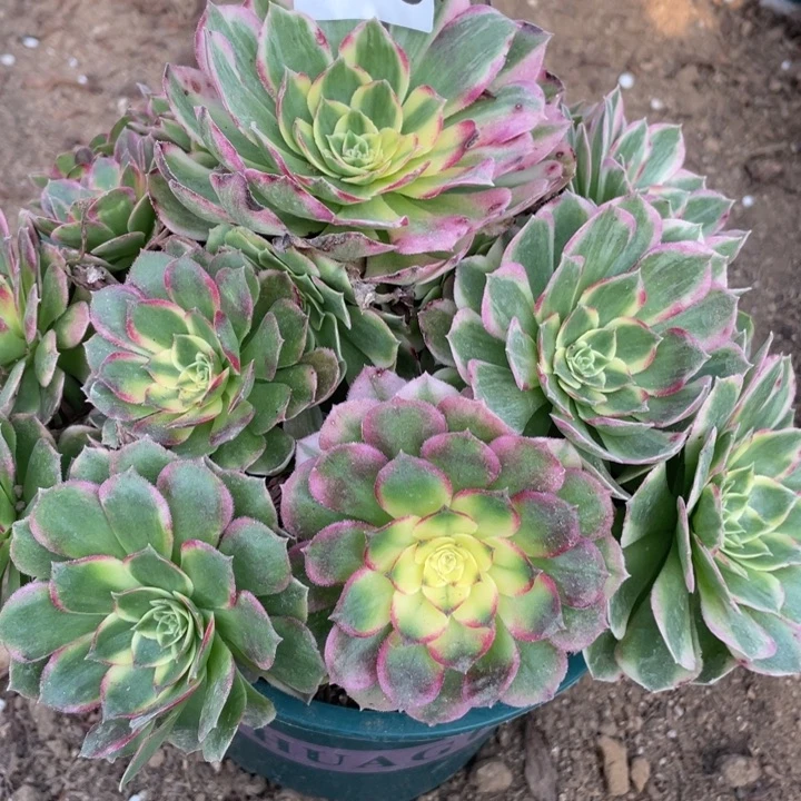 无花朵370多肉植物海仙