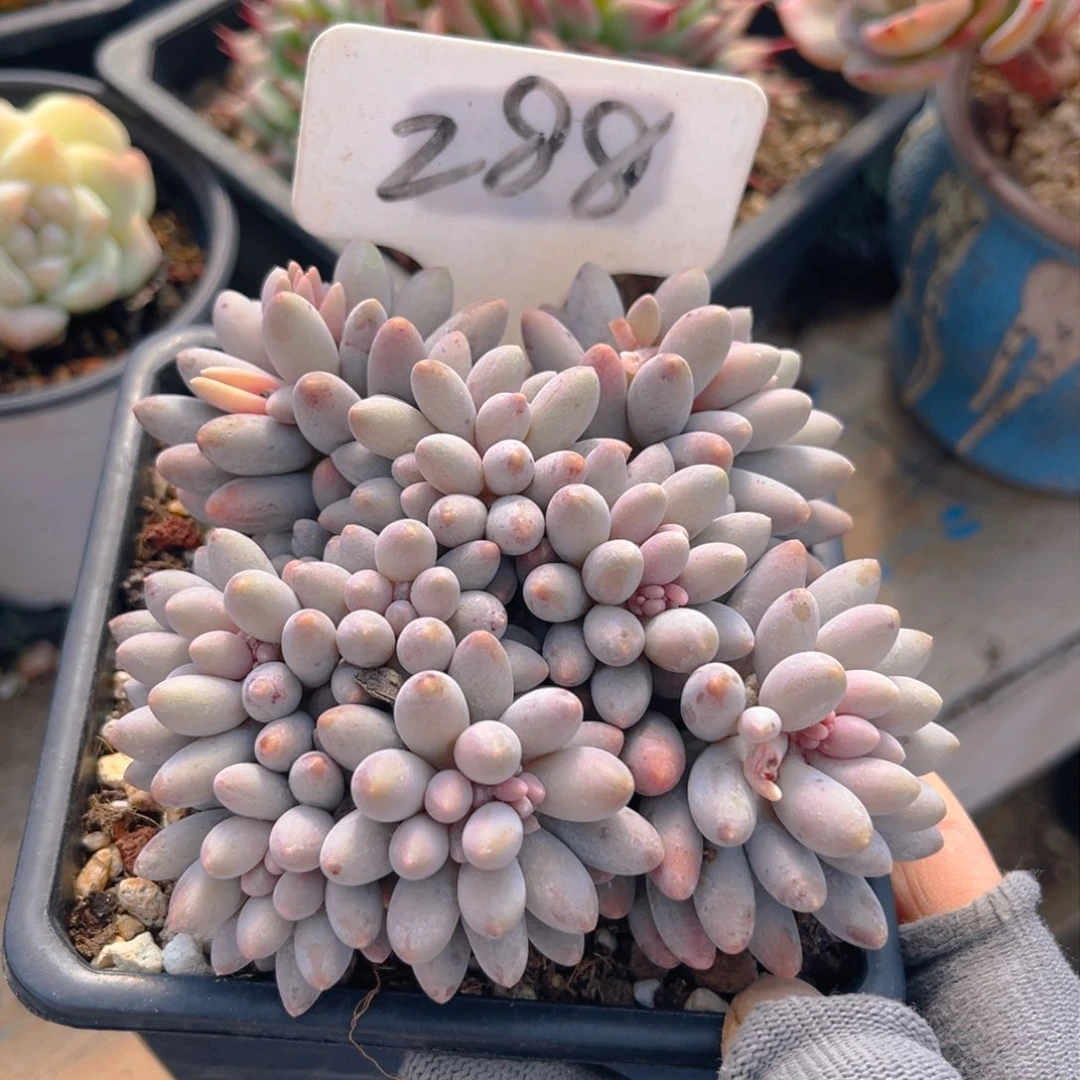 吴*三288dghhjkjkjn