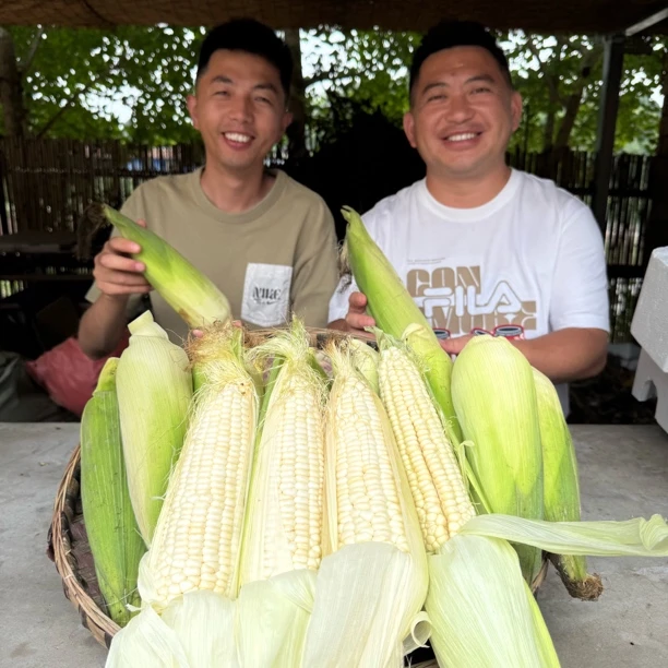 新鲜现摘水果玉米甜嫩爽口爆汁可当蔬菜鲜食